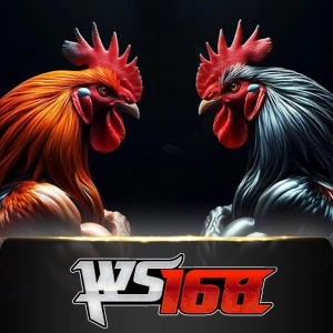 Ws168 Sabung - STONEBET88